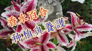 香水百合的种植与养护Grow Oriental Hybrid Lily in Zone 3 [upl. by Huda]