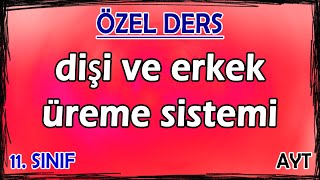 30 Dişi ve Erkek Üreme Sistemi  Özel Ders 11 Sınıf [upl. by Solhcin]