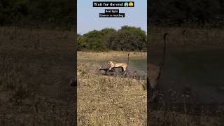 lioness chasing a warthdog shorts animals wildlife [upl. by Zingg]