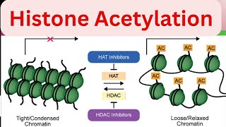 Part4 Histone Acetylation Regulation of gene expression in Eukaryotes Molecular biology [upl. by Eyks137]