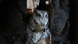 Do you know how Eastern Screech Owl call [upl. by Lothair960]