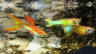 Der Guppy  Die Dokumentation Haltung Pflege Zucht Fütterung Krankheiten reticulata Guppys [upl. by Hake71]