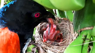 Falcon Red Crow Snake Cuckoo Coucal Attacking baby birds  Baby bird getting eaten  Nest watch [upl. by Nauqyaj779]