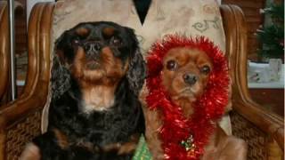 Cavalier King Charles Spaniel [upl. by Roy]