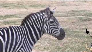 quotWhy dont we ride zebrasquot Childrens Documentary [upl. by Doggett]