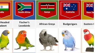 Parrot Breeds From Different Countries [upl. by Reggy]