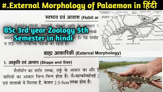 External Morphology of Palaemon in hindi  BSc 3rd year Zoology 5th Semester [upl. by Minne]