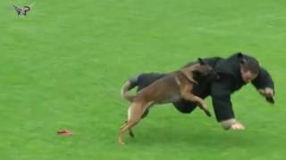 Malinois DOG ATTACK Best Attacks AMAZING [upl. by Gebhardt198]