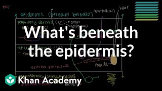 What lies beneath the epidermis Dermis and Hypodermis  NCLEXRN  Khan Academy [upl. by Kalk890]