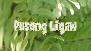 PUSONG LIGAW by Jericho Rosales  KARAOKE VERSION [upl. by Amliw22]