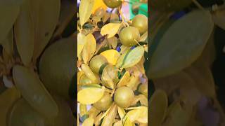 Lemon plantplants lemon viralvideo [upl. by Weiss190]