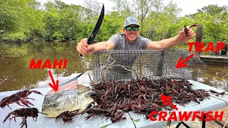 How to Trap Thousands of Crawfish using Mahi for Bait Catch amp Cook [upl. by Nemsaj]