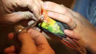 Clipping Conure toenails [upl. by Rurik]