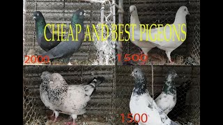 GOOD CHEAP PIGEONS FOR SALE IN HYDERABAD [upl. by Ilatfan]