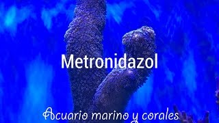 Metronidazol cómo tratar parásitos intestinales [upl. by Yarahs]