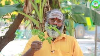 முருங்கை இலை சாறை தினமும் குடிப்பதால் கிடைக்கும் அற்புத பலன்கள்  murungai keerai payangal Drumstick [upl. by Wunder]