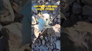 Palometa en marina mazatlan [upl. by Wurtz]