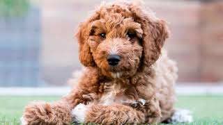 Petite goldendoodle full grown petite goldendoodle puppy petite goldendoodle at home [upl. by Bijan149]