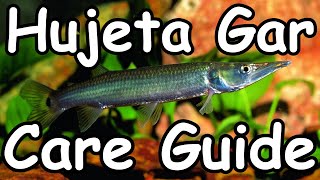 Hujeta Gar Care Guide  Ctenolucius hujeta [upl. by Tanberg]