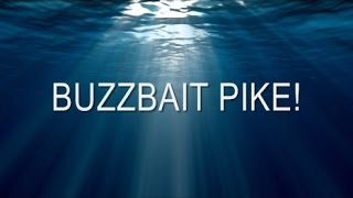 Buzzbait PIKE [upl. by Cele658]