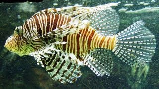 Pterois Volitans  Red lionfish  Крылатказебра [upl. by Zina]