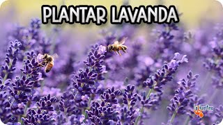 Como Y Porque Plantar Lavanda En El Huerto  Huerta Aromatica  La Huertina De Toni [upl. by Acinnod]