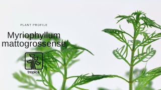 Myriophyllum mattogrossense [upl. by Nylsor]