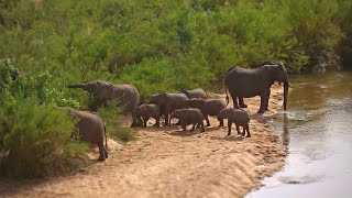 Elephant Herd at Shalati Sunrise [upl. by Ellison890]