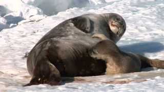 Introduction to Weddell Seals [upl. by Siuqramed204]