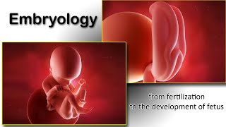 Embryology animation fertilization to development of the nervous system everything in one place [upl. by Boy]