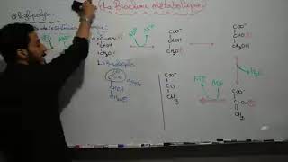 Biochimie Métabolisme des glucides Séance 2 S4 Svi [upl. by Towland]