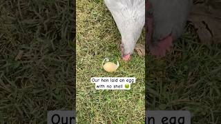 My 🐓 laid an 🥚 with no shell 🤯 [upl. by Vergos553]