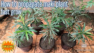 How to propagate maki plant fast grow  paano magtanim maki plant madaling dumami [upl. by Lombardy]