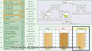 Identification of unknown bacteria using dichotomous keyPart 1 [upl. by Cressida957]