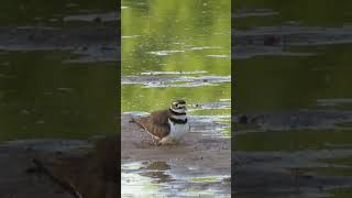 Killdeer Baby Crawls Under Parent Shorts [upl. by Ardnaeed375]