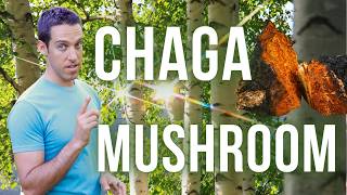 Chaga Mushroom Benefits Traditional Uses and How to Brew Chaga Tea for Health [upl. by Nitnerb354]