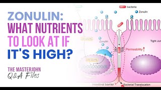 Zonulin what nutrients to look at if its high [upl. by Haidebej]