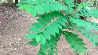 Chinna UsiriArunellikaiceremaiOtaheite gooseberryPhyllanthus acidus Plant [upl. by Rosane561]