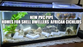 New PVC Pipe Homes For Shell Dwellers Neolamprologus Multifasciatus Shellies African Cichlids [upl. by Leong]