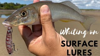 How to catch Whiting amp Flathead on Surface Lures [upl. by Littell]