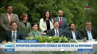 Las lluvias han favorecido la adaptación del ahuehuete de Paseo de la Reforma  Francisco Zea [upl. by Andre]