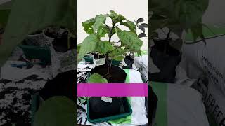 What Variety is this Superhot Chilli Pepper garden chilipeppers chilliplants gardening chili [upl. by Vardon]