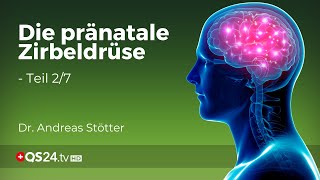 Die vorgeburtliche Zirbeldrüse Wie sie das Ungeborene formt und beeinflusst  Teil 27  QS24 [upl. by Normi]