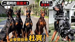 【從零開始養】杜賓犬二戰時的惡魔犬世界第二警用犬跟柴犬差別時速堪比機車智勇雙全的狗【許伯簡芝】Doberman Pinscher [upl. by Akkina]