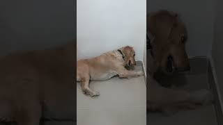 Candy crush  aaj to haddi nikal k Mane gedogowner goldenretriverclub furry foodlover doglover [upl. by Einhapets62]