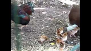 Partridge Wyandotte Bantams httpwwwthebackyardchickencoopcom [upl. by Lesiram710]