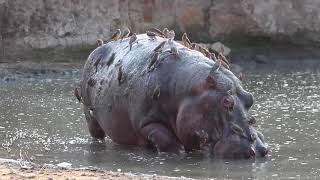 Shenton Safaris Old Hippo Bull on his Last Legs [upl. by Flaherty501]