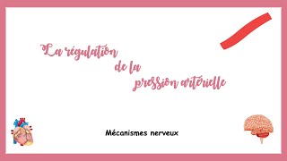 Régulation de la pression artérielle mécanisme nerveuxSystème cardiovasculaire [upl. by Attenhoj]