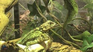 Meet Our BRAND NEW Lizard Species the Collared Tree Runner Lizard [upl. by Jaddo]