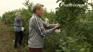 Kulturheidelbeeren Zwischen Bad Berka und Blankenhain gibt es eine Plantage [upl. by Emanuel]